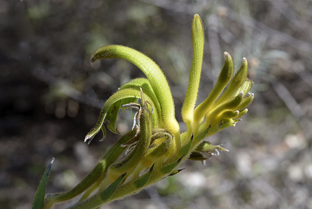 Yellow Kangaroo paw