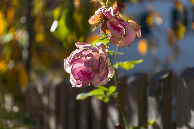 Last rose of summer