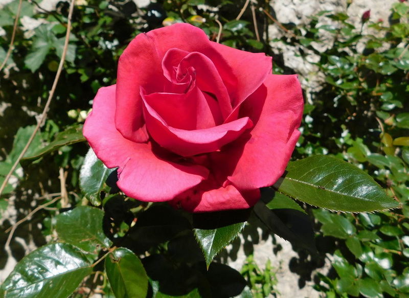 Une rose pour vous...