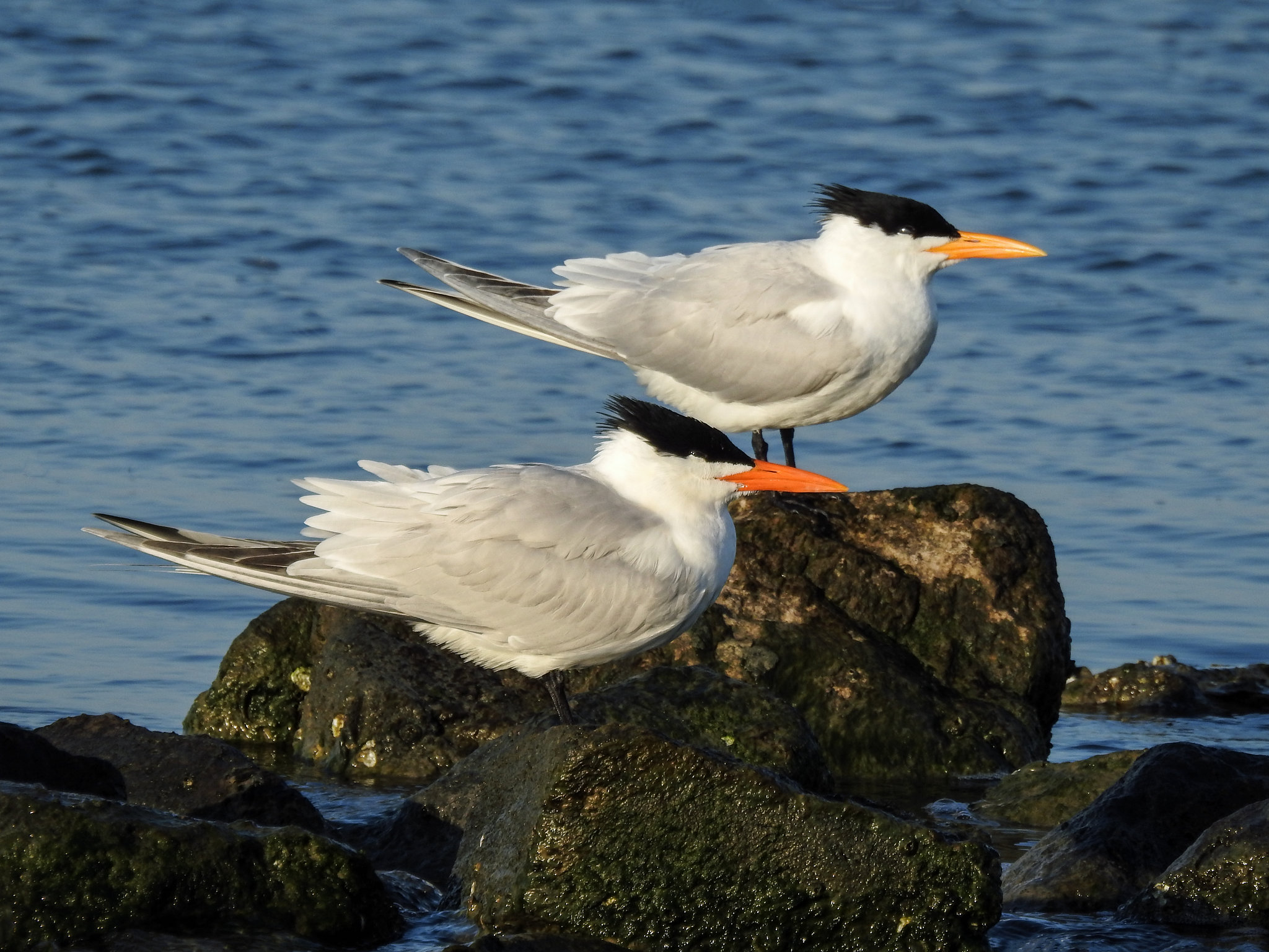 Day 3 Royal and Caspian Terns?