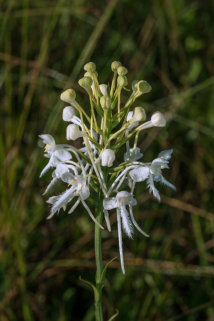 Platanthera conspicua (Southern White Fringed orchid)