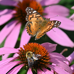 Painted lady and bee DSC 8111