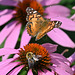 Painted lady and bee DSC 8111