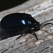 EF7A4503 Alder Beetle