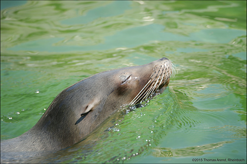 Kölner-Zoo-0053