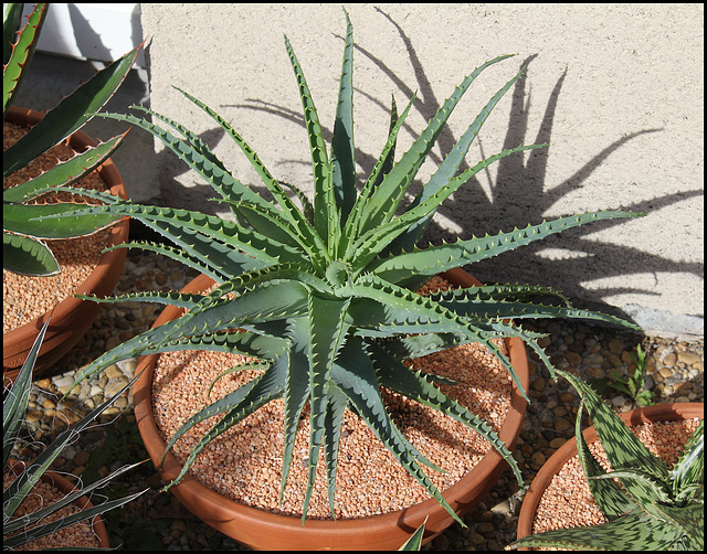 Aloe spinosissima