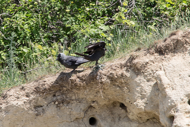 20170516 2786VRTw [A] Dohle (Corvus monedula), Neusiedler See, [Oslib-Rust]