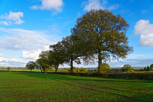 Fields near Dunston