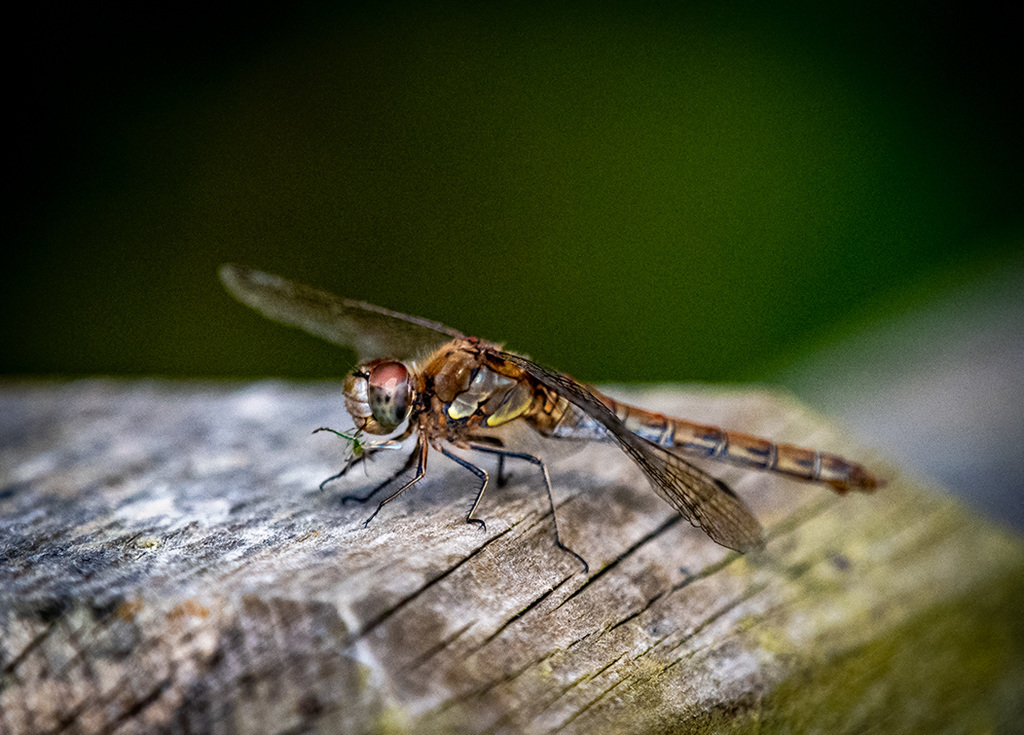 Common darter