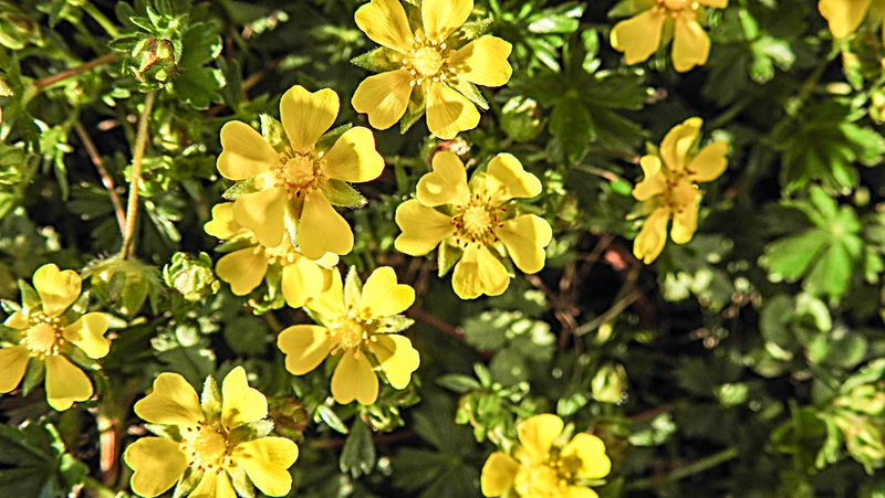 20200409 7157CPw [D~LIP] Vorfrühlings-Finerkraut (Potentilla verna agg), Bad Salzuflen