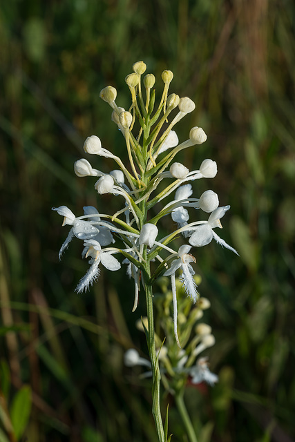 Platanthera conspicua (Southern White Fringed orchid)