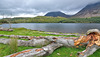 Lakeside fallen tree