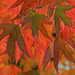 Herbstfarben