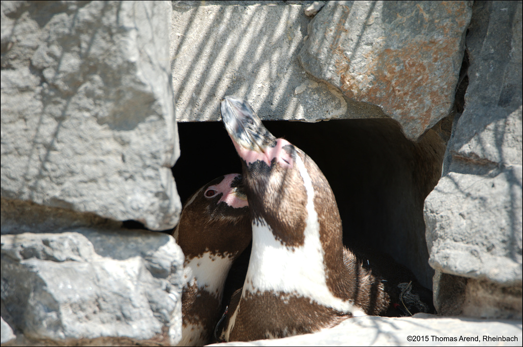 Kölner-Zoo-0054