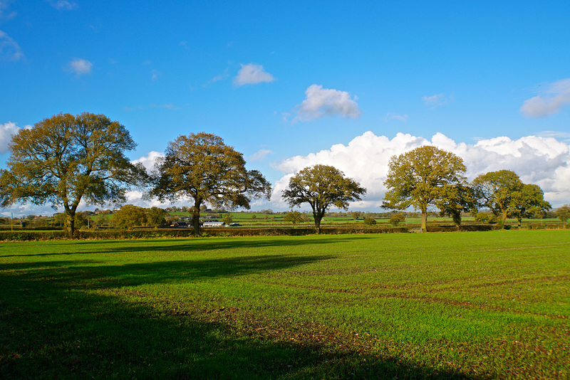 Fields near Dunston
