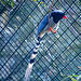 Red billed blue magpie