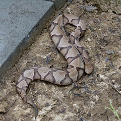 Copperhead snake