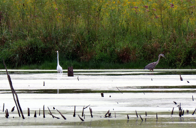 Sharing the shoreline of the pond