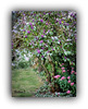 Harmonie d'automne ***  Autumn harmony