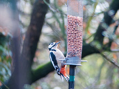 Woodpecker 3