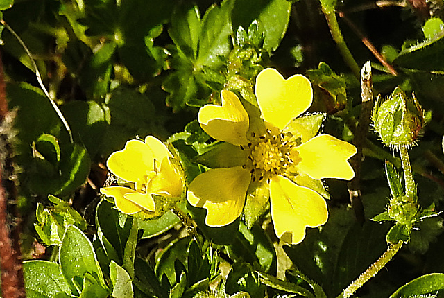 20200409 7159CPw [D~LIP] Vorfrühlings-Finerkraut (Potentilla verna agg), Bad Salzuflen