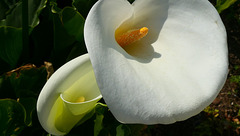 Arums au jardin