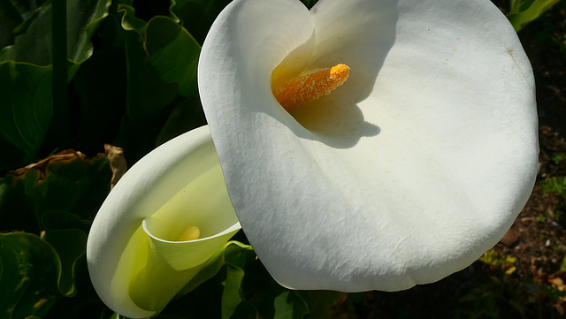 Arums au jardin