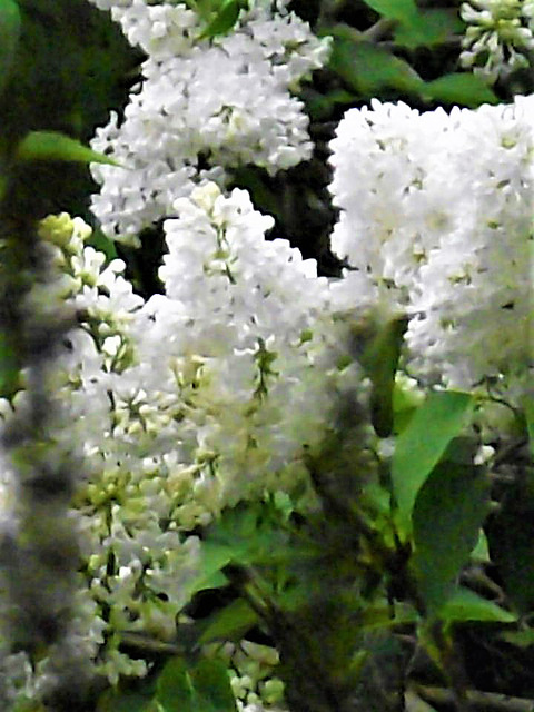 White lilacs have such a strong scent