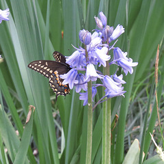 Swallowtail butterfly on hyacinths