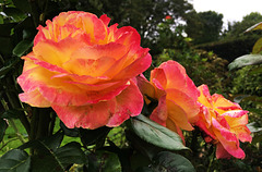 Trio de roses de fin septembre