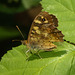 EF7A4529 Speckled Wood