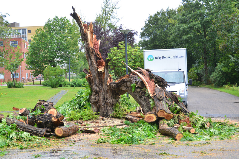 Tree after a storm