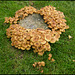 a wreath of fungi