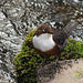 Dipper - white eyelid