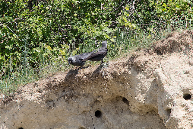 20170516 2787VRTw [A] Dohle (Corvus monedula), Neusiedler See, [Oslib-Rust]