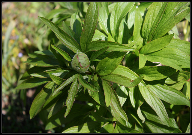 paeonia officinalis