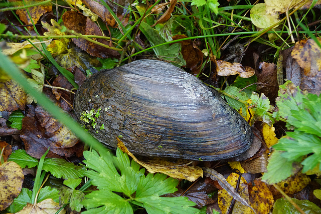 Große Teichmuschel