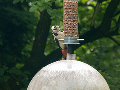 Woodpecker at Eastham country park