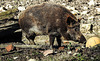 20200312 6724CPw [D~BI] Wildschwein, Bielefeld