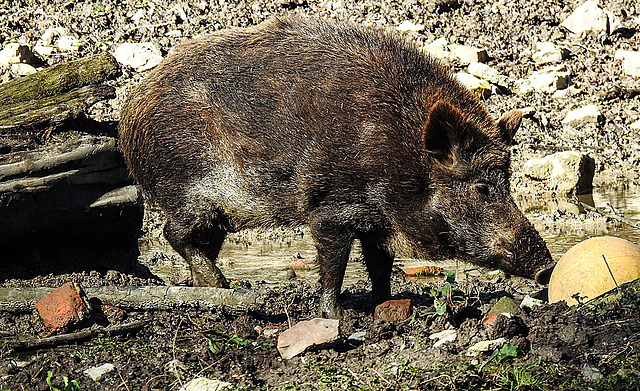 20200312 6724CPw [D~BI] Wildschwein, Bielefeld