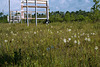 Platanthera conspicua (Southern White Fringed orchid)