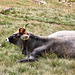 Tiroler Kuh mit modischer Haartracht (PicinPic)