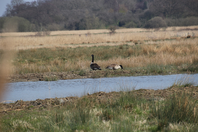 Carlton Marshes nature reserve, Lowestoft