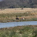 Carlton Marshes nature reserve, Lowestoft