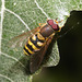 EF7A4538 Hoverfly