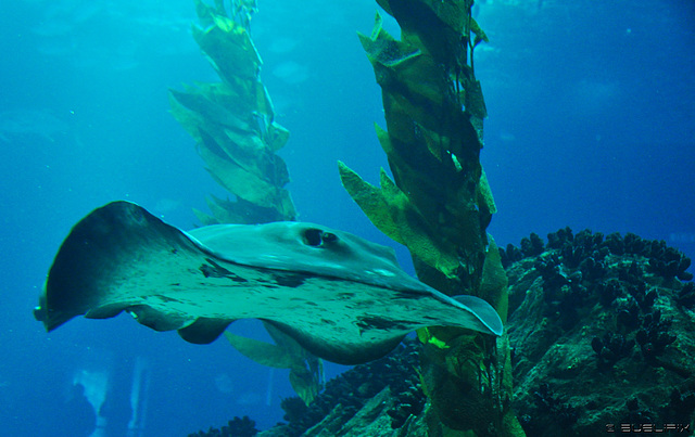 Oceanário de Lisboa (© Buelipix)