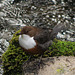 Dipper