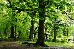Gosforth Woods