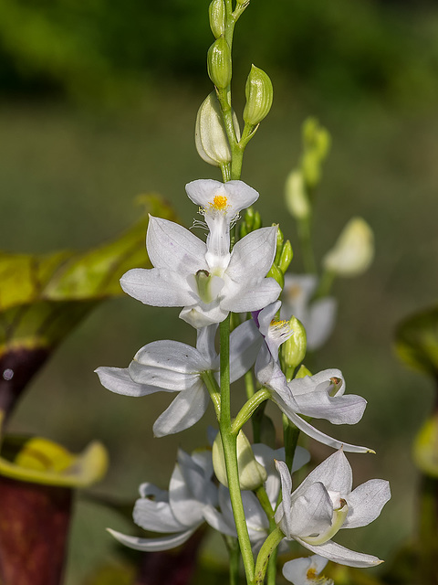 Calopogon tuberosus forma albiflorus (White form of Common Grass-pink orchid)