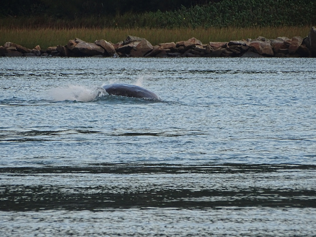 DSC04964 - boto-da-tainha Tursiops truncatus gephyreus, Cetaceae